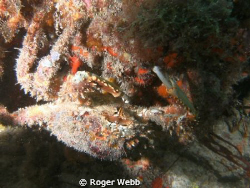 Under the ledge and was so focused on him that did not se... by Roger Webb 